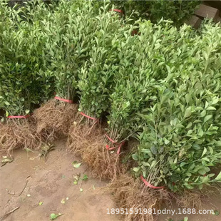 �lìֲ�������~����h�����ͺ����B���ļ������ͺ��G��������ľ