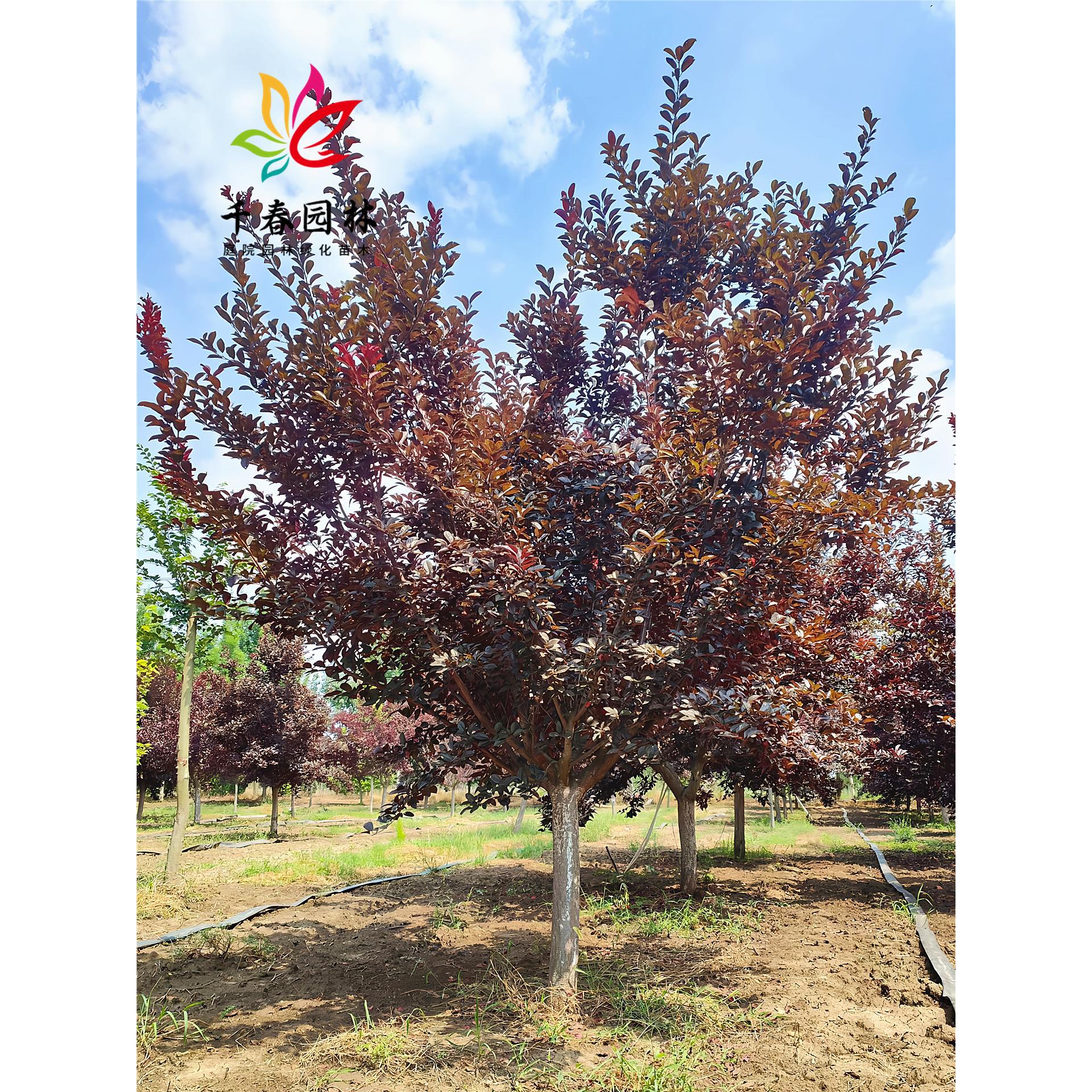 紫叶李树苗庭院耐寒绿化风景大树园林行道工程苗速生红叶李花小苗