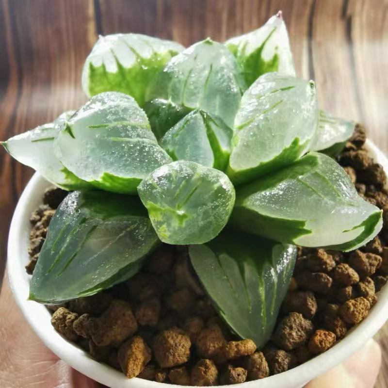 모모 얼음도시 6-7cm (뿌리가 벗겨진 상태로 배송)