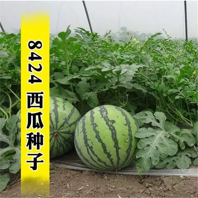Семена арбуза Super Sweet King Zaojia 8424 раннеспелые и их можно сеять весной в любое время года в северных и южных районах. Тонкая кожура, высокая урожайность и легкость выращивания.