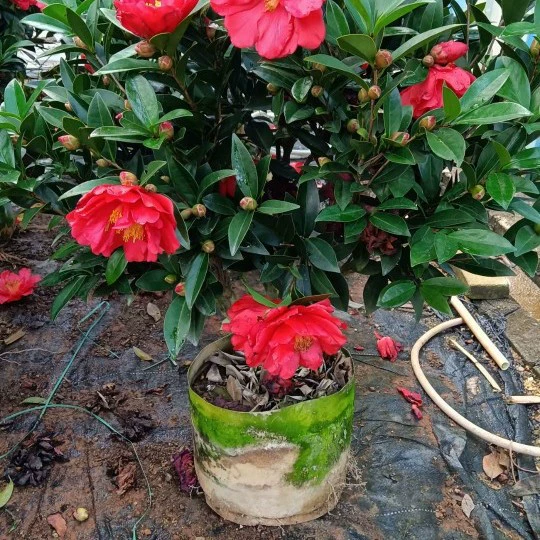 2112 база оптовая поставка Four Seasons Camellia Red Camellia 05-2,5 метра