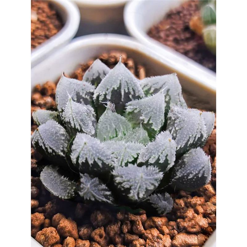 바이디시【 4cm 】