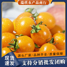 �S���}Ů������ꖹ��ԑ�С�����Sɫ�}�Sɫ�S����С���љ���С����