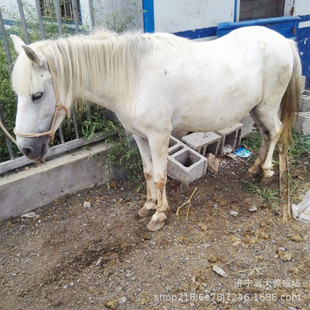 ���R�Bֳ�� ���۵±����R���w �O���m���R�r�� ���^��܇�R ���_�R