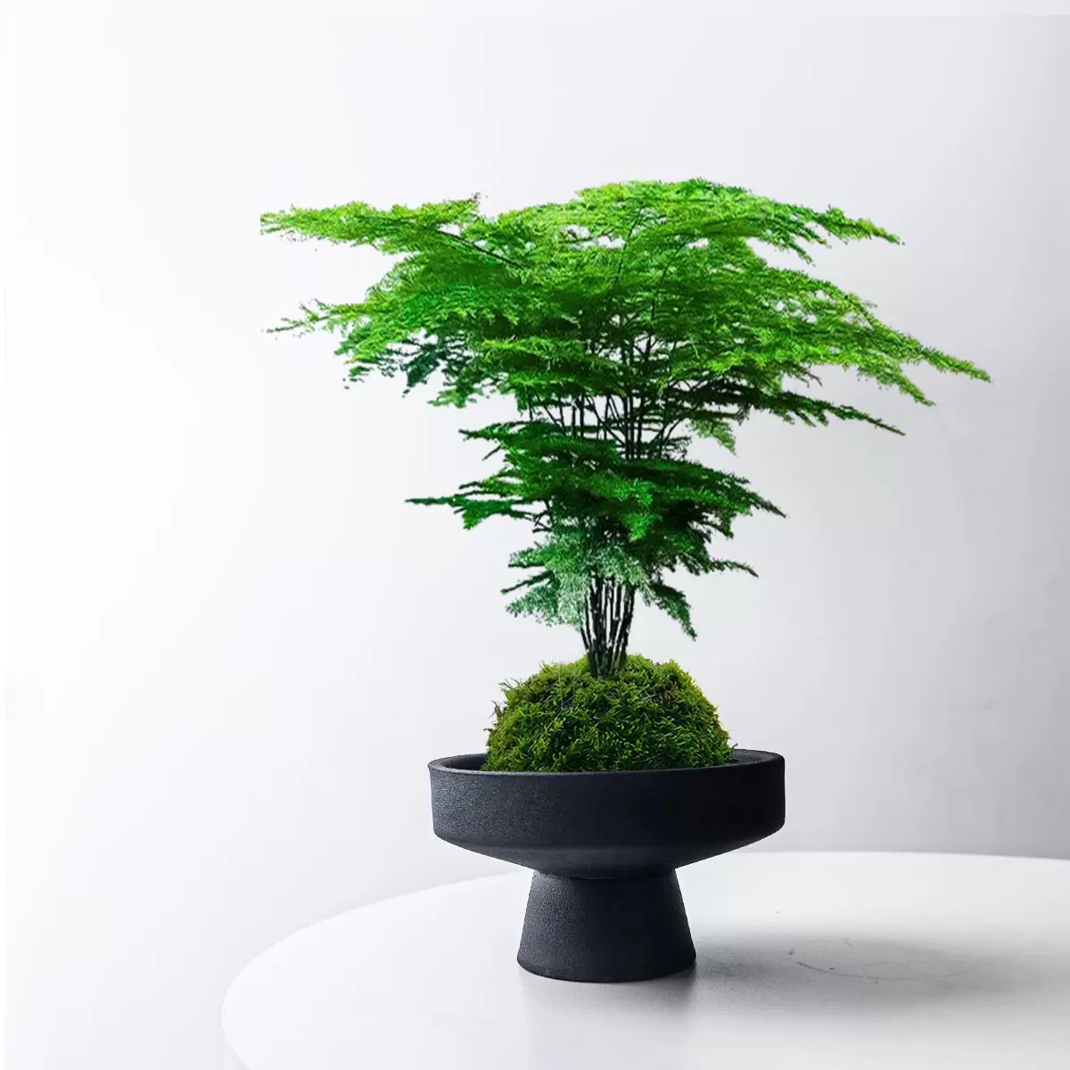 Миниатюрное горшечное растение аспарагус в горшочке с мхом, для дома, гостиной, офиса, рабочего стола, очищает воздух и не требует особого ухода.