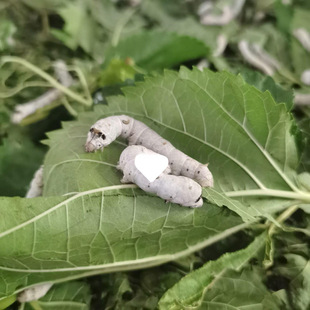 �Q���������ɫ�B�Q���b���]���Q�N������r��������Ȼ�W��ֱ�N