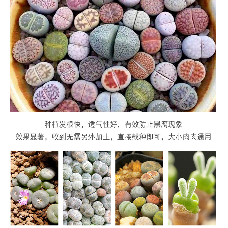 廠家批發代發生石花專用土多肉屁屁種植營養土肉錐種植顆粒土番杏