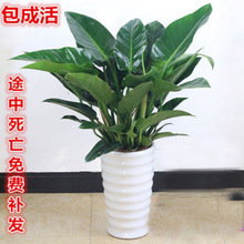 ~  ļֲ͏d;Gֲ҃ȸߙn辰