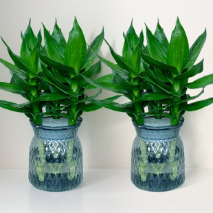 �^�����F���Ĳ����ļ�ˮ��Gֲ�҃����҃����՚����ȩֲ��