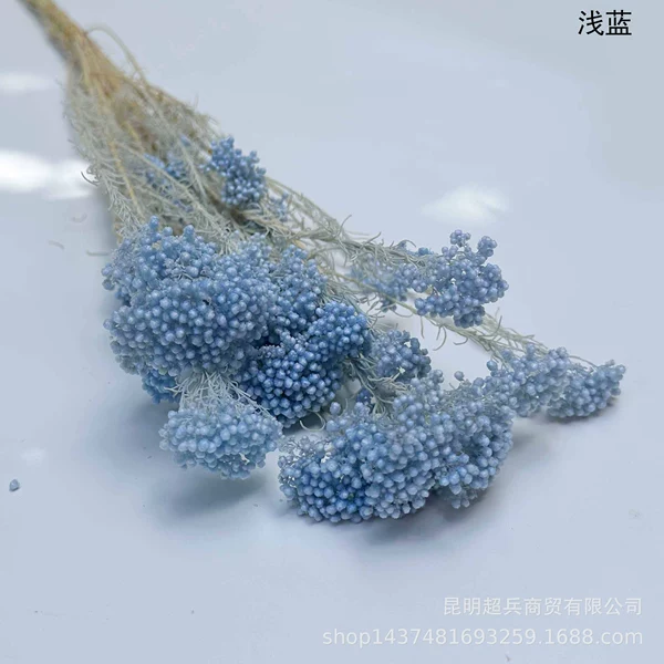 ◦◦◦◦◦◦Light blue◦◦◦◦◦◦