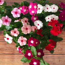 �L�������������_�������^��ֲ�����~÷ͥԺ�͏d���Ի����ļ��Sһ