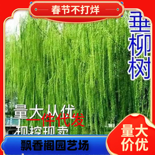 һ�����l�����紹��ֱ���������B���s��ľ��z��ľ�^�p���L