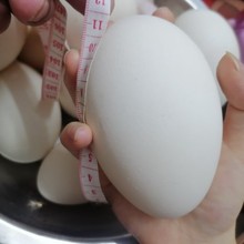 廣東潮汕正宗純種特大種獅頭鵝種蛋受精蛋可孵化生態養殖散養包郵
