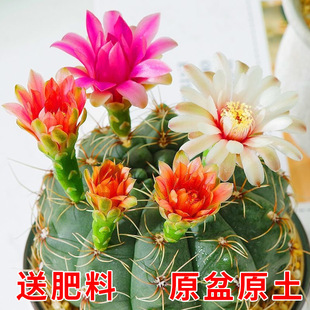 Potted Echeveria Cactus Blooms All Seasons, Easy to Care For, Purifies Air, Absorbs Formaldehyde, Suitable for Office Desk Decoration, Green Plant
