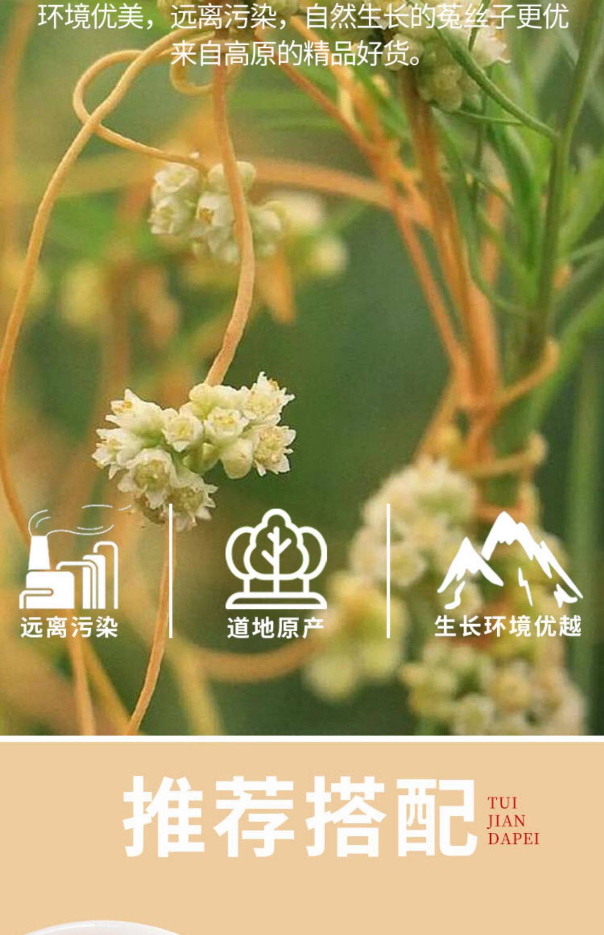 Dodder Seed Tu Si Zi Dried Chinese Herb 500g Wildcrafted for Tea and Infusion overview