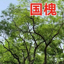新采国槐种子速生国槐树种子黄花槐红花槐刺槐种子紫穗槐刺槐树籽