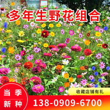 芥花子价格 最新芥花子价格 批发报价 价格大全 阿里巴巴