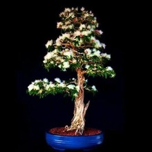 ���l�Ϛg�N�� �Ϛg��N�Ӽt���Ϛg ɽ�Ϛg�N��