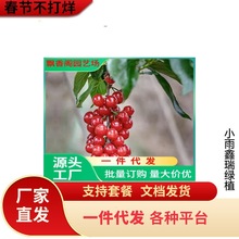 樱桃苗什么品种好 吉塞拉占木矮化大樱桃价格 哪里樱桃树苗多