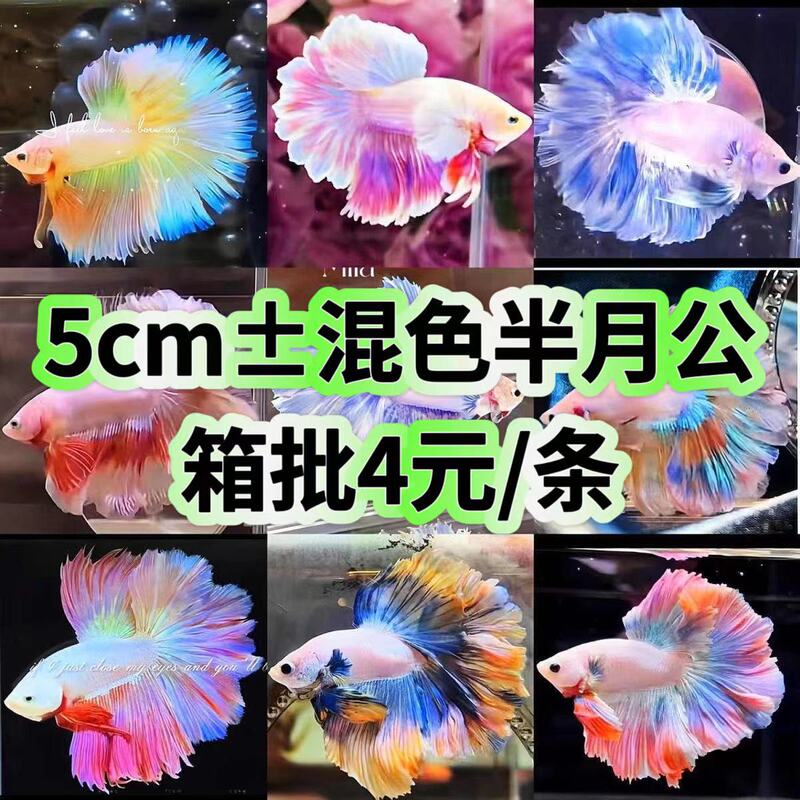 Thailand fighting fish tropical ornamental fish Lion King wedding fish half moon male fish horsetail living night market stall Net red wholesale Thailand fighting fish tropical ornamental fish Lion King wedding fish half moon male fish horsetail living night market stall Net red wholesale