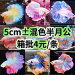 泰国斗鱼热带观赏鱼狮王婚纱鱼半月公鱼马尾活体夜市摆摊网红批发