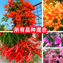 【跨境供货】炮仗花种子四季爬藤开花植物庭院阳台盆栽垂吊花卉子