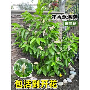 ���m�����m������玧���������Ϙ��������S���S���m���ܾGֲֲ��