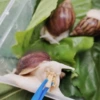 Snail feed, 100 g