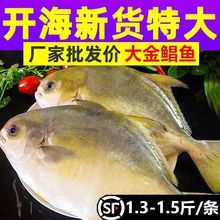 金鲳鱼新鲜镜鱼海鱼鲳鱼金昌鱼平鱼海鲜水产鲜活冷冻顺丰包邮