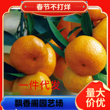 ���Ә�������ش� ɳ�ǽۘ���ֲ������ ���Ә�ͥԺ�e������ ����