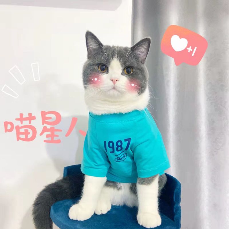 子猫服夏の薄手毛落ち防止半袖ぬいぐるみ青猫英短公猫子猫ペット服|undefined