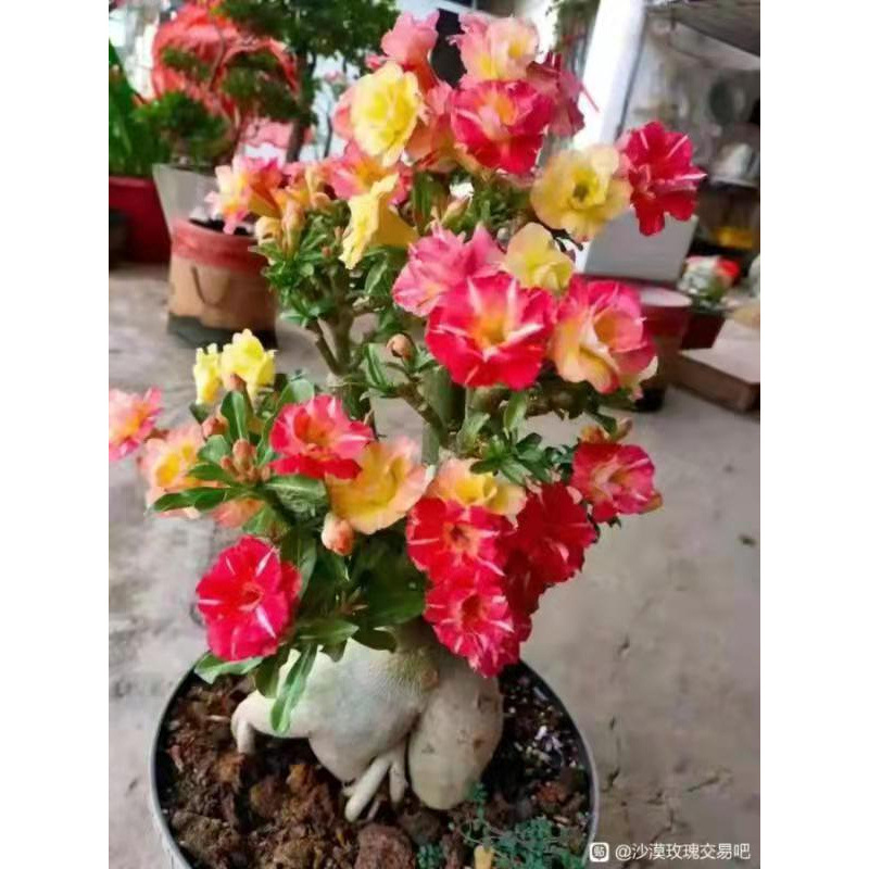 # 35 카멜레온-사막(3년생 모종) 같은 해에 개화