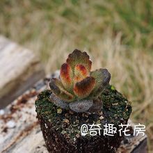 多肉植物熊童子老桩迷你多肉盆栽福兔耳孙悟空兔泰迪熊猫爪群白熊