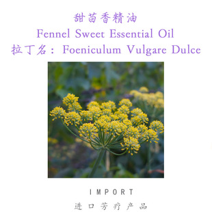 ���� �����㾫�� ��������Ħ�o�w�η����� Fennel 10ml��ӆ