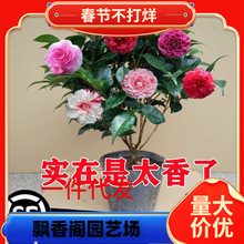 һ�����l�������軨�����ļ�����ɽ�軨���҃�ֲ����B��ɫ�൤��