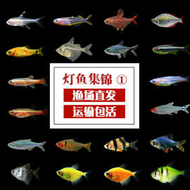 观赏鱼鱼苗红绿宝莲灯草缸群游淡水小型灯科鱼水族宠物鱼草缸小鱼
