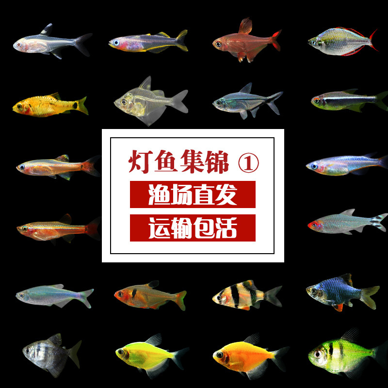 Ornamental Fish Fry, Red and Green Lotus Grass Tank, Schooling Freshwater Small Lampfish, Aquarium Pet Fish, Grass Tank Small Fish Ornamental Fish Fry, Red and Green Lotus Grass Tank, Schooling Freshwater Small Lampfish, Aquarium Pet Fish, Grass Tank Small Fish