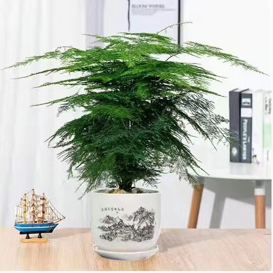 Planta decorativa de bambú en botella de vidrio, hidroponía con pino y nubes, ideal para sala de estar u oficina image 8