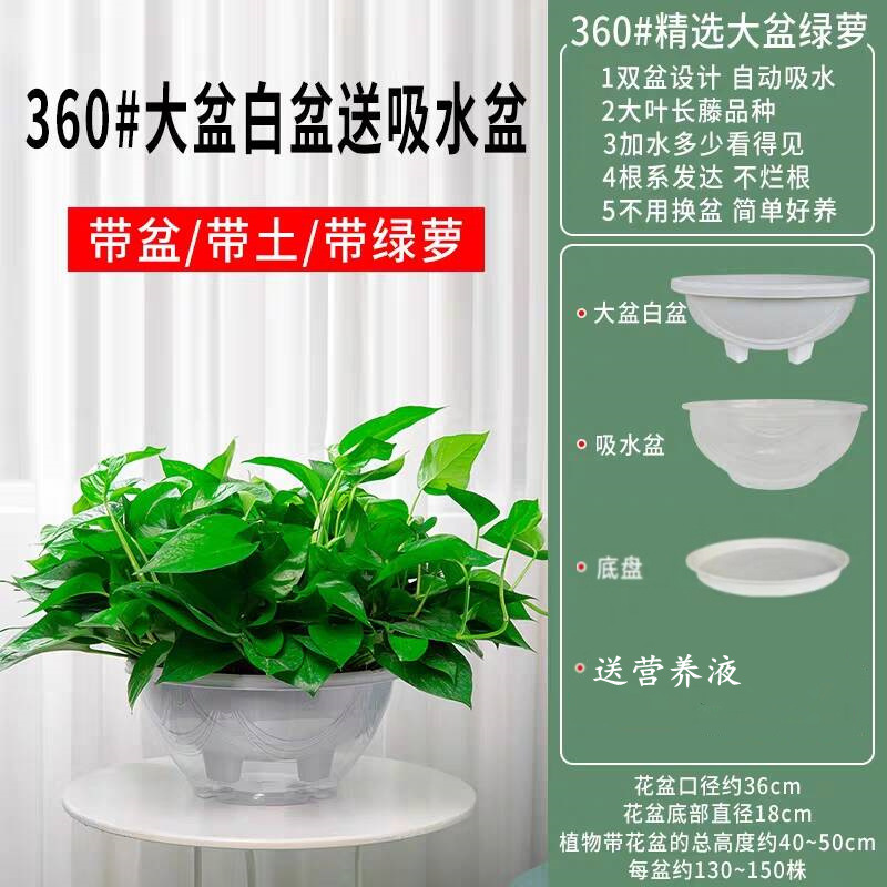 135 흰색 냄비 짧은 덩굴 큰 녹색 무 + 흡수성 냄비 + 트레이