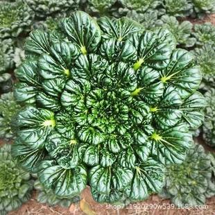 ���Ğ����˷N�ӱ����߲��B�Ĳ˺ڰײ˷N���ļ��r���ײ��N