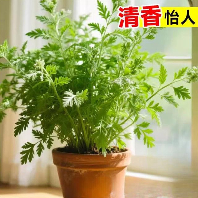 Fresh Mugwort Potted Plants for Courtyard and Balcony Planting, Mosquito-Repelling Mugwort Seedlings, Green Edible Herbs for All Seasons, Easy to Grow Fresh Mugwort Potted Plants for Courtyard and Balcony Planting, Mosquito-Repelling Mugwort Seedlings, Green Edible Herbs for All Seasons, Easy to Grow