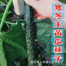 �������S�ϷN���ļ������̨������@�G���S�ϷN�Ӵ�ȫ�߲˷N��