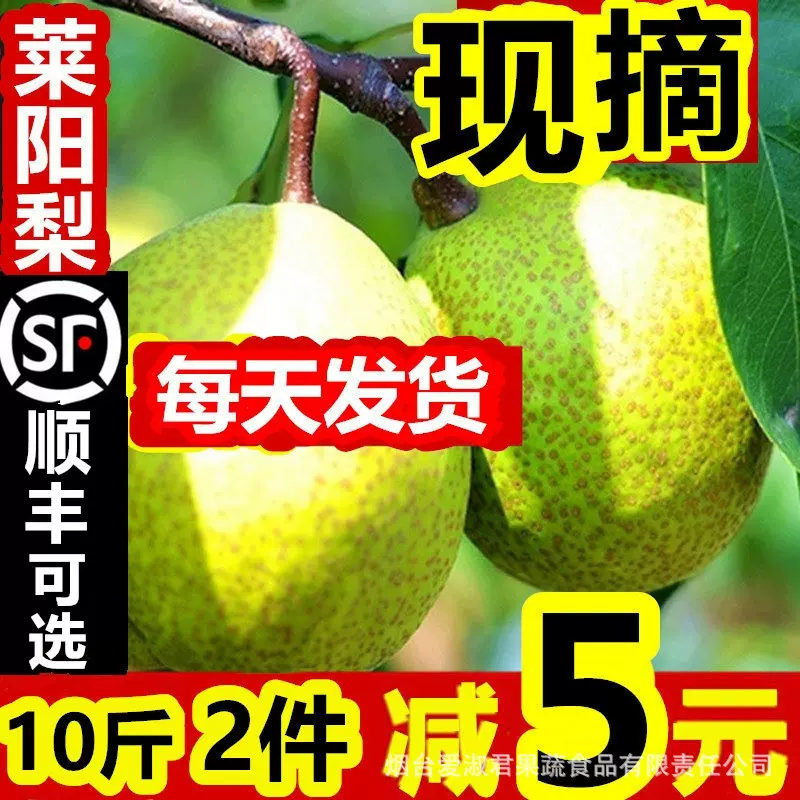 莱阳照旺庄莱阳梨子贡梨芦儿港山东特产新鲜水果5斤山东莱阳慈梨