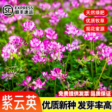 紫云英草种籽绿肥种子红花草养蜂蜜源固氮果园植物四季牧草种孑籽