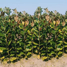 盆栽;种子;园林果树