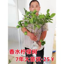 四季香水柠檬树苗无籽青柠果苗带土阳台盆栽北方种植柠檬树果树苗