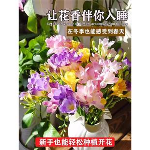 Freesia Bulbs Are Easy to Grow and Bloom in All Seasons. Imported Double-Petaled Freesia Bulbs Are Mixed-Color Potted Plants with Buds