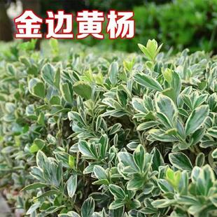 ��߅�S��G����ľͥԺ�G���ļ������ͺ��G�h�������߅�S��������