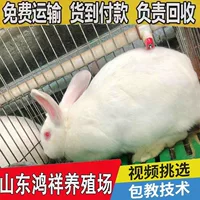 Акция на крупномасштабную кроличью ферму Хунсиан: высокопроизводительное разведение мясных кроликов, оптовая цена, оплата при получении.
