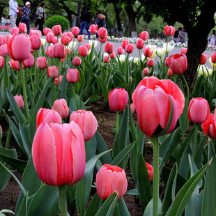 Dropshipping Outdoor Flower Seeds Dutch Tulip Large Bulb Soil Culture Perennial Bulb Plant Cold-Resistant Florals